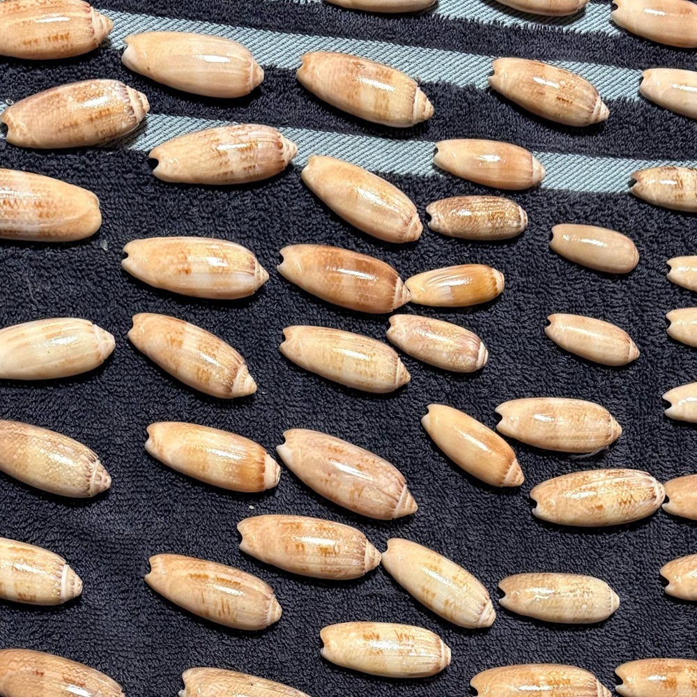 Real Shells for crafting/decor - Picture 2 of 2
